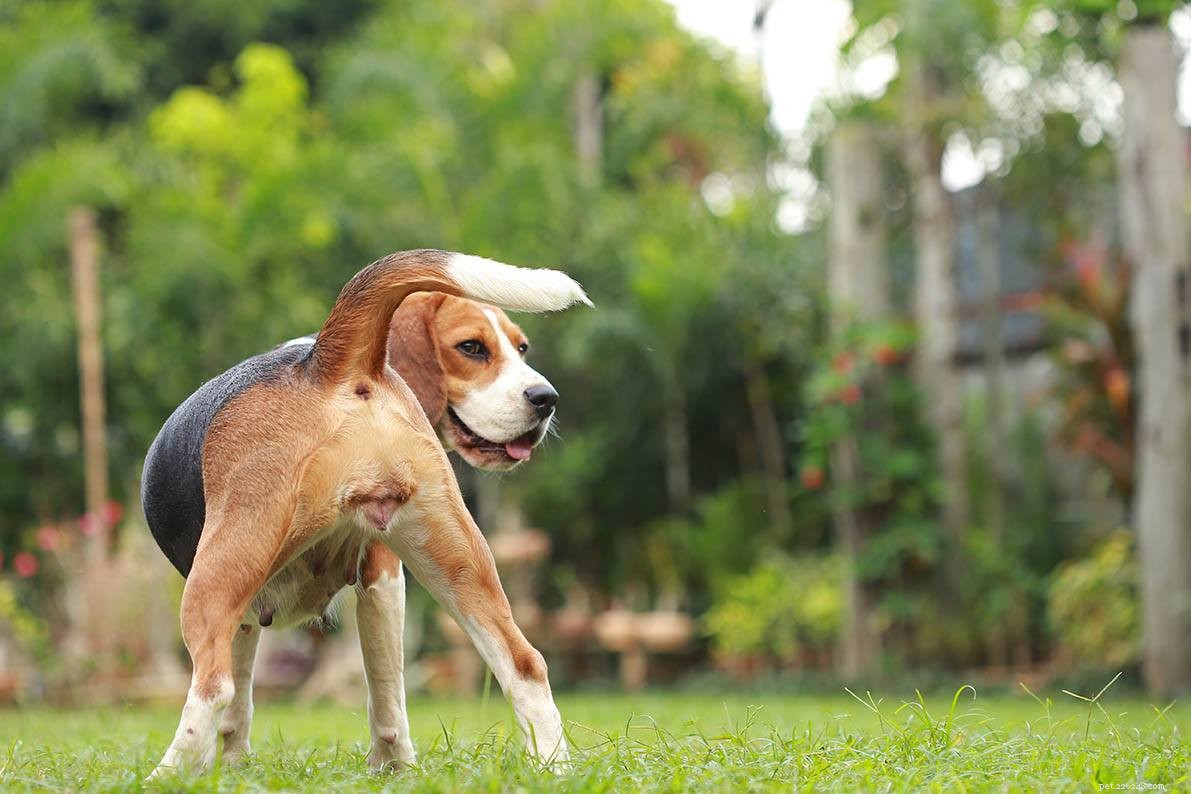 Proestrus & Estrus in Dogs: Expert Guide to Dam Reproductive Health (2022 Update)