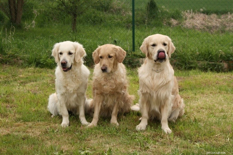 Top 7 Breeding & Kennel Hygiene Tips for Dog Breeders