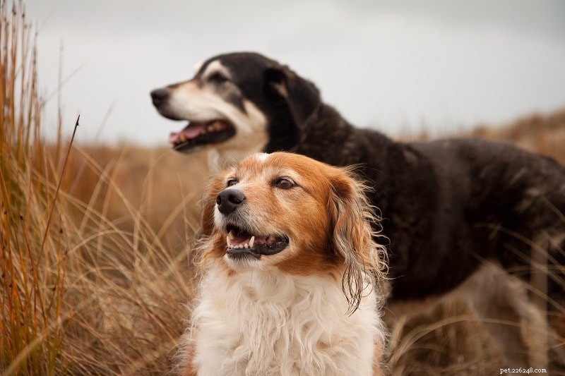 Assessing Your Dog’s Breeding Readiness: A Comprehensive Guide