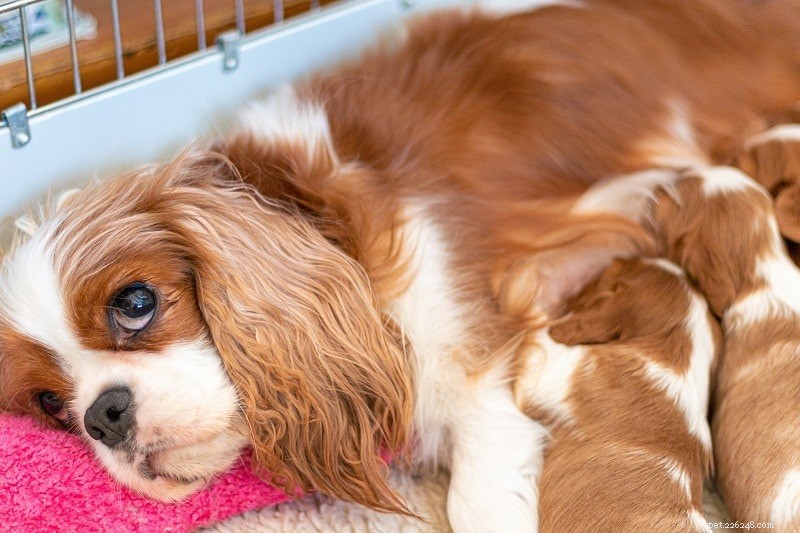 Essential Postnatal Care Tips for Your Dog: Ensure a Healthy Recovery