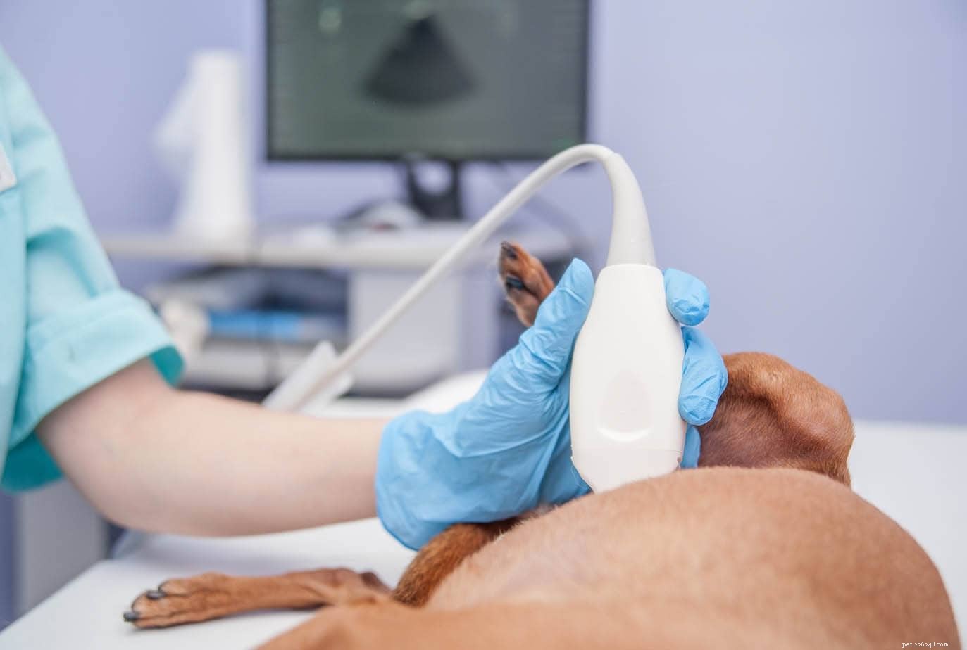 False Dog Pregnancies Explained: Symptoms, Causes, and Care Tips