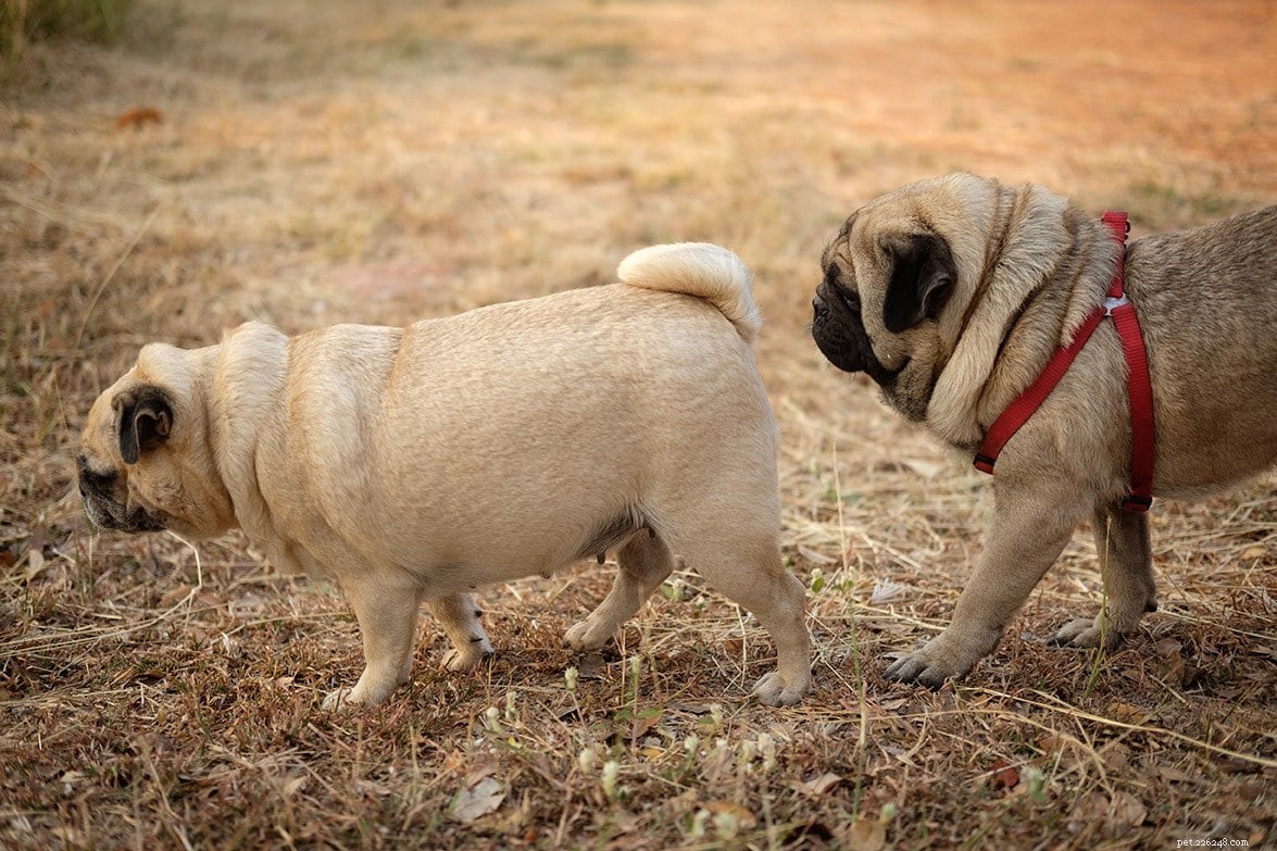 Understanding the Health Risks of Dog Inbreeding: What You Need to Know
