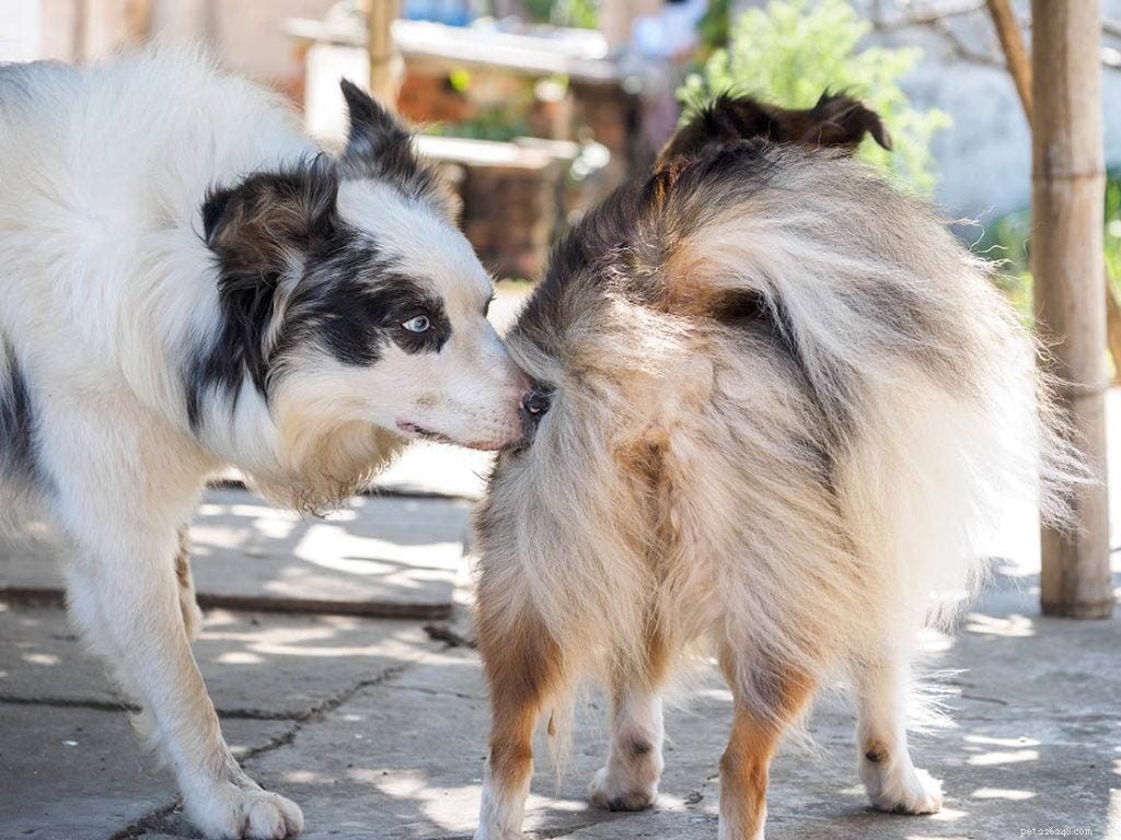 Understanding Dog Mismating: Key Facts & Prevention Tips