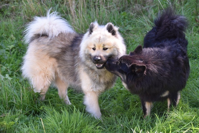 How to Spot Proestrus & Estrus in Your Dog: Key Physical Signs Explained (2022 Update)