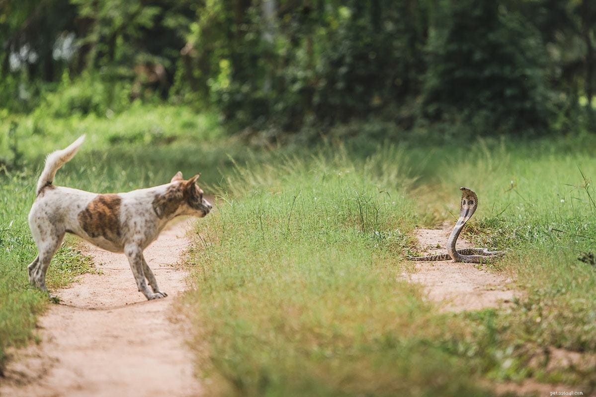 Common Predators Threatening Your Dog – How to Stay Safe