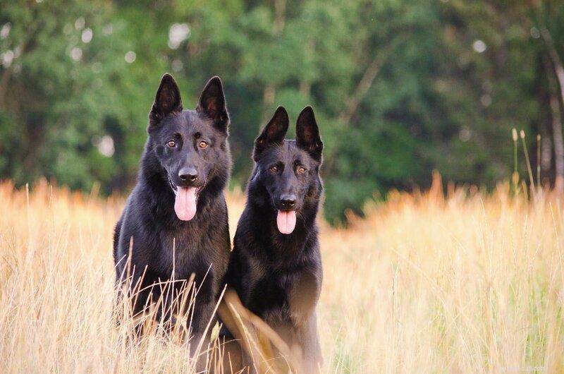4 Proven Ways to Keep Your Male Dog Calm During a Female’s Heat Cycle