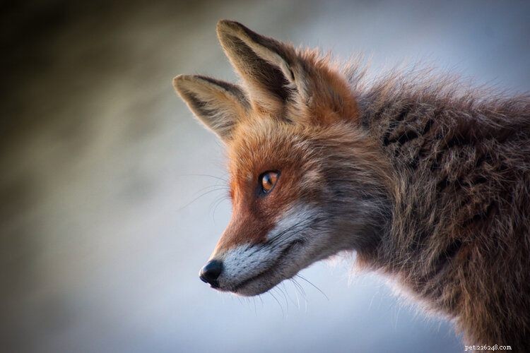 Do Foxes and Dogs Share a Common Ancestry?