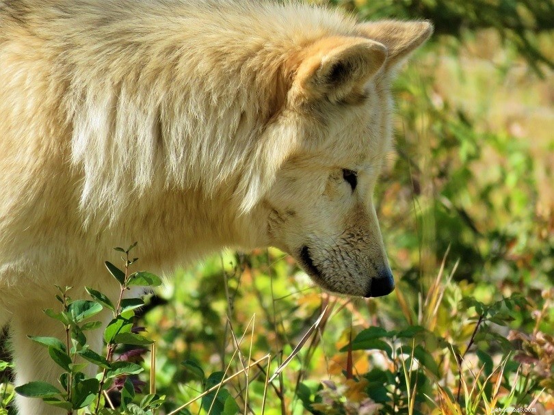 8 Irresistible Scents That Capture Your Dog s Attention (And Some Surprises)