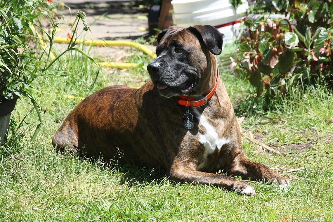 20 Stunning Brindle Dog Breeds with Unique Tiger‑Striped Coats