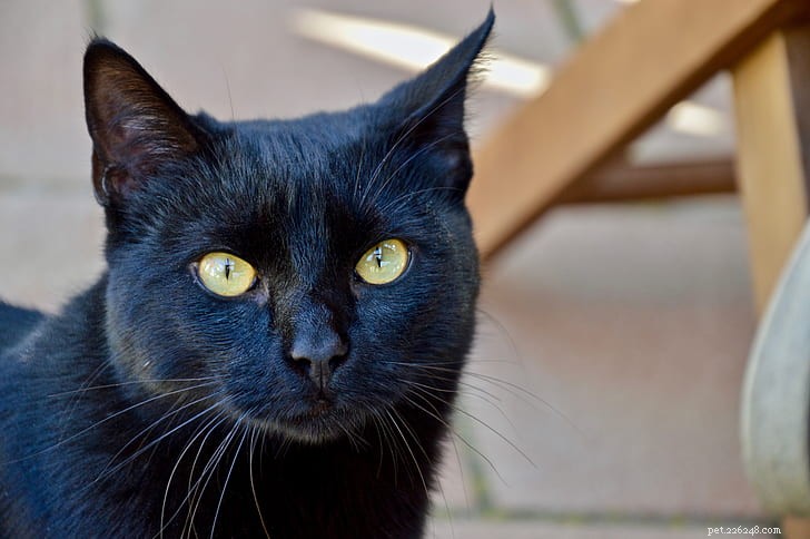 Bombay Cat: Elegant Ebony Companion for Families and Seniors