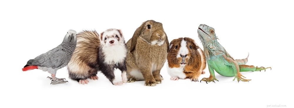 Top 20 Pets in the U.S. (2022): Popular Choices by Demographic