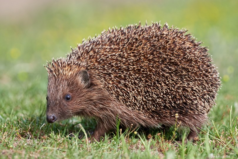 European Hedgehogs: Care, Traits, and Conservation Insights