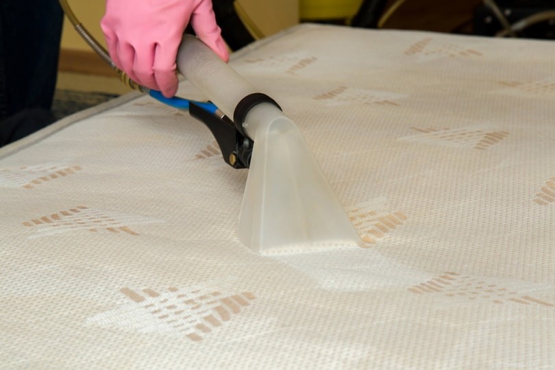 Effective Ways to Remove Cat Urine Odor & Stains from a Mattress