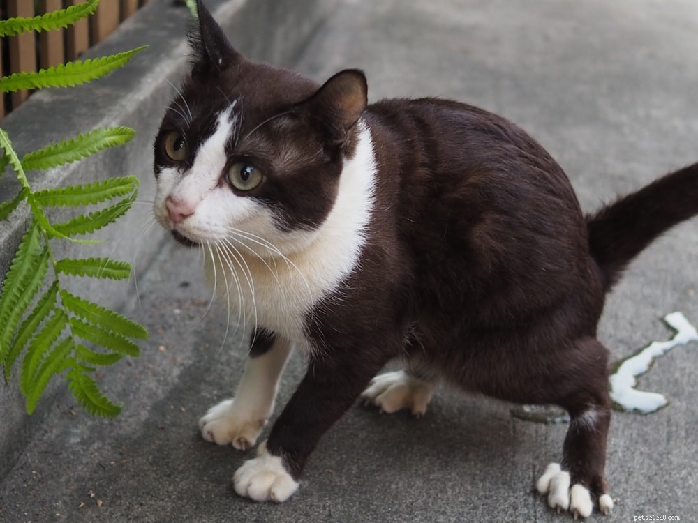 Professional Guide to Removing Cat Urine Stains and Odors from Concrete