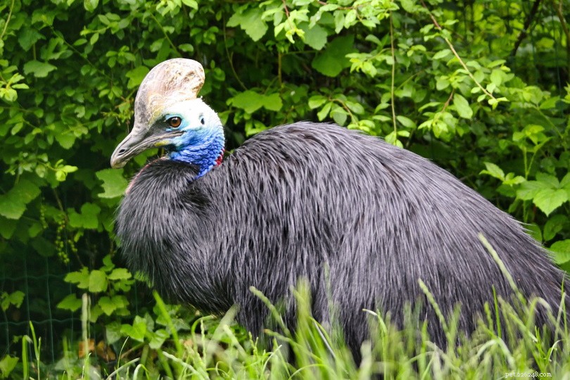 Top 17 Deadly Australian Animals: 2022 Statistics & Facts