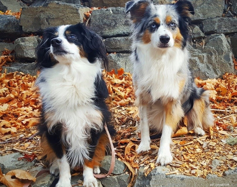 Top 10 Canadian Pet Insurance Insights: 2022 Statistics & Facts