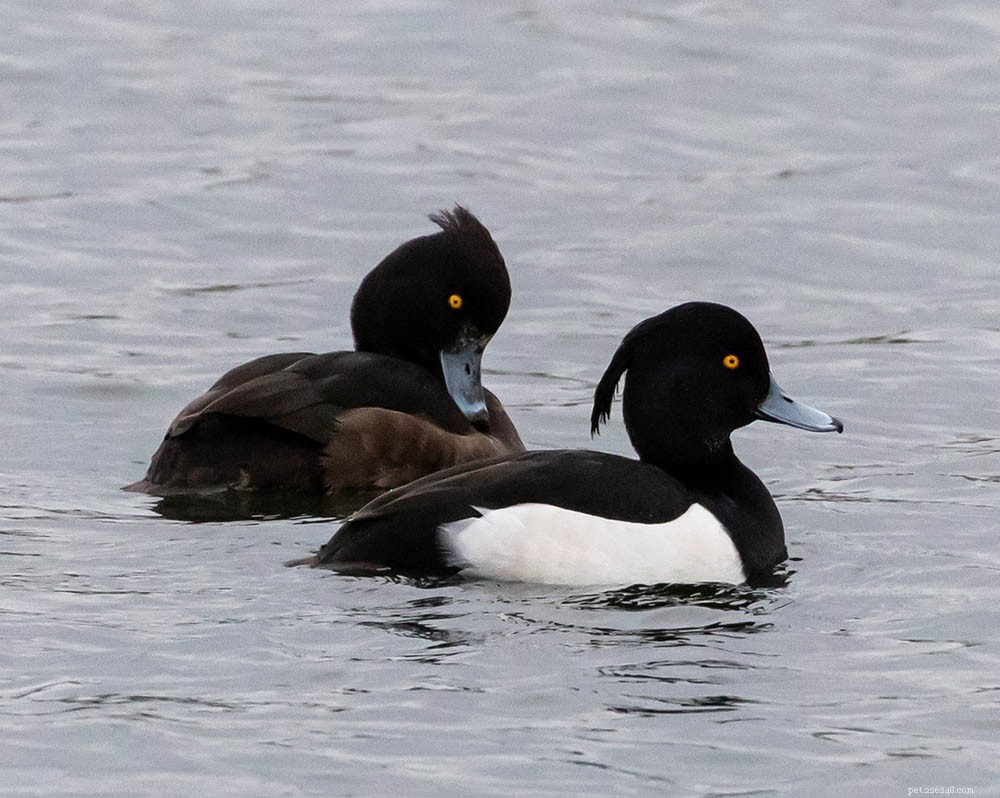 114 Duck Breeds: A Definitive Guide with Photos