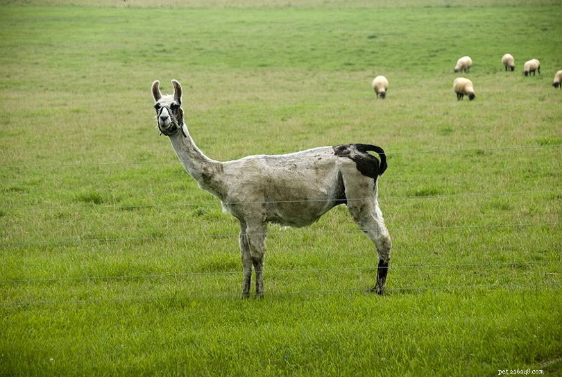 Guard Llamas: How These Camelids Protect Sheep and Enhance Farm Safety