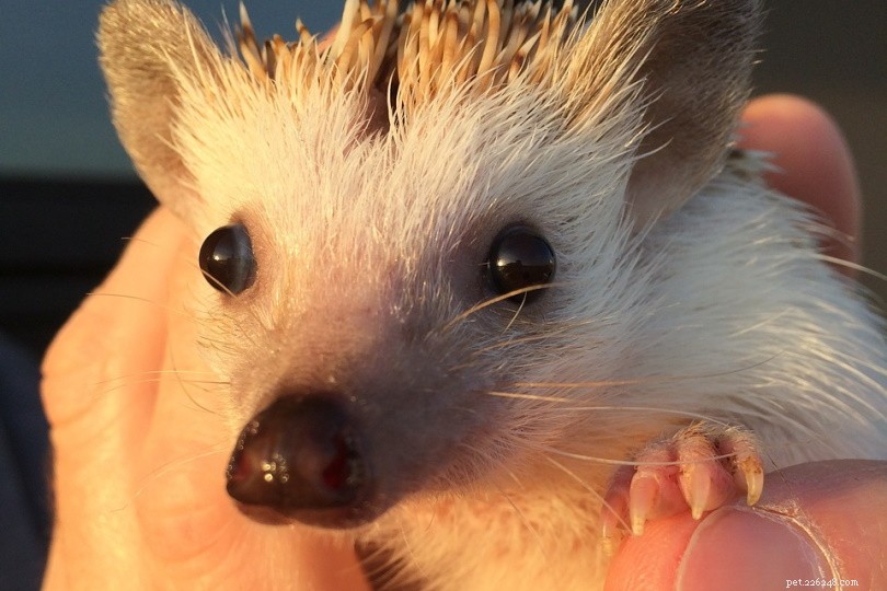 Egyptian Long-Eared Hedgehog: A Comprehensive Guide for Prospective Pet Owners