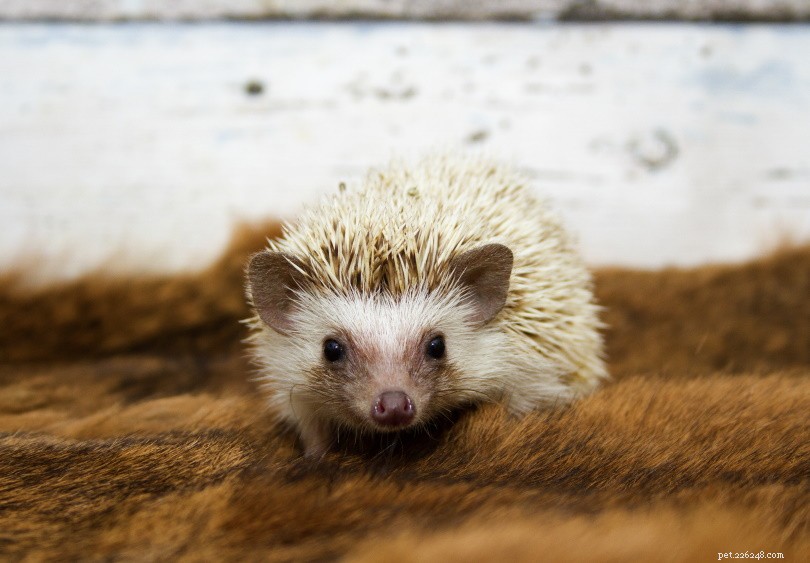 Algerian Hedgehog (North African Hedgehog): A Unique Palearctic Mammal