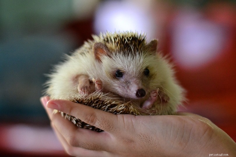 African Pygmy Hedgehog: Care Guide & Owner Insights