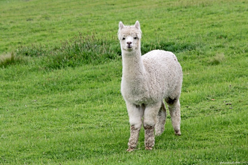Do Alpacas Spit? Understanding Their Spitting Habits and Why It Happens