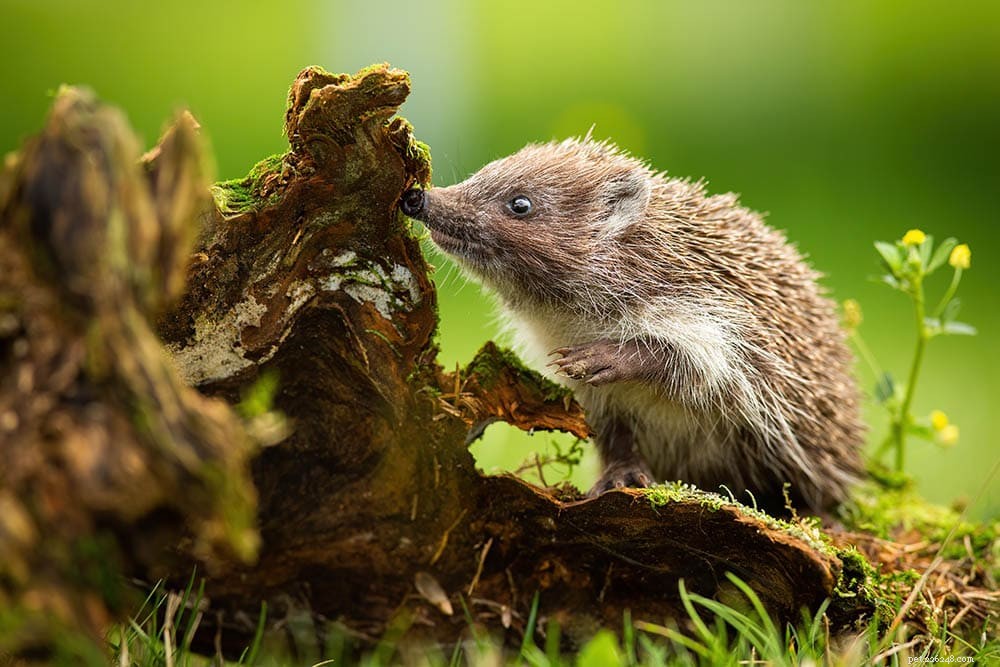 All About the Southern White-Breasted Hedgehog: Facts & Care Tips