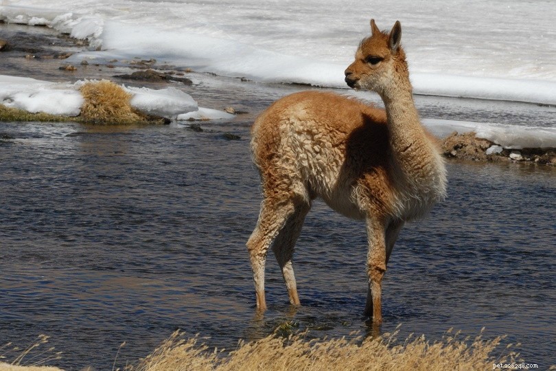 Do Llamas Swim? Exploring Their Aquatic Abilities and Preferences