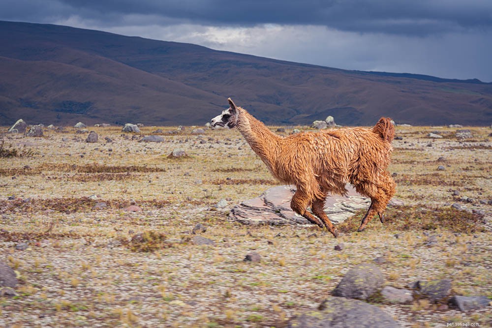 Llamas: Speed, Strength, and Their Remarkable Running Capabilities