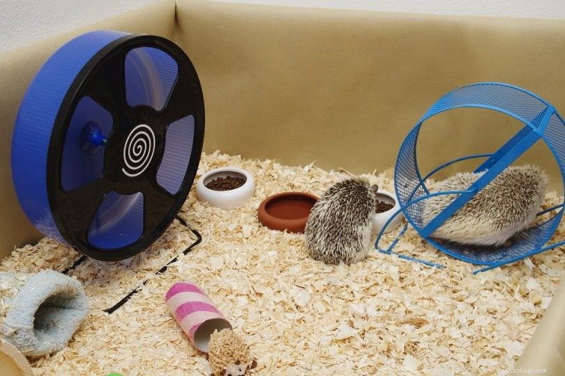 Create the Ideal Hedgehog Home: 7 Expert Steps to a Safe, Clean Cage