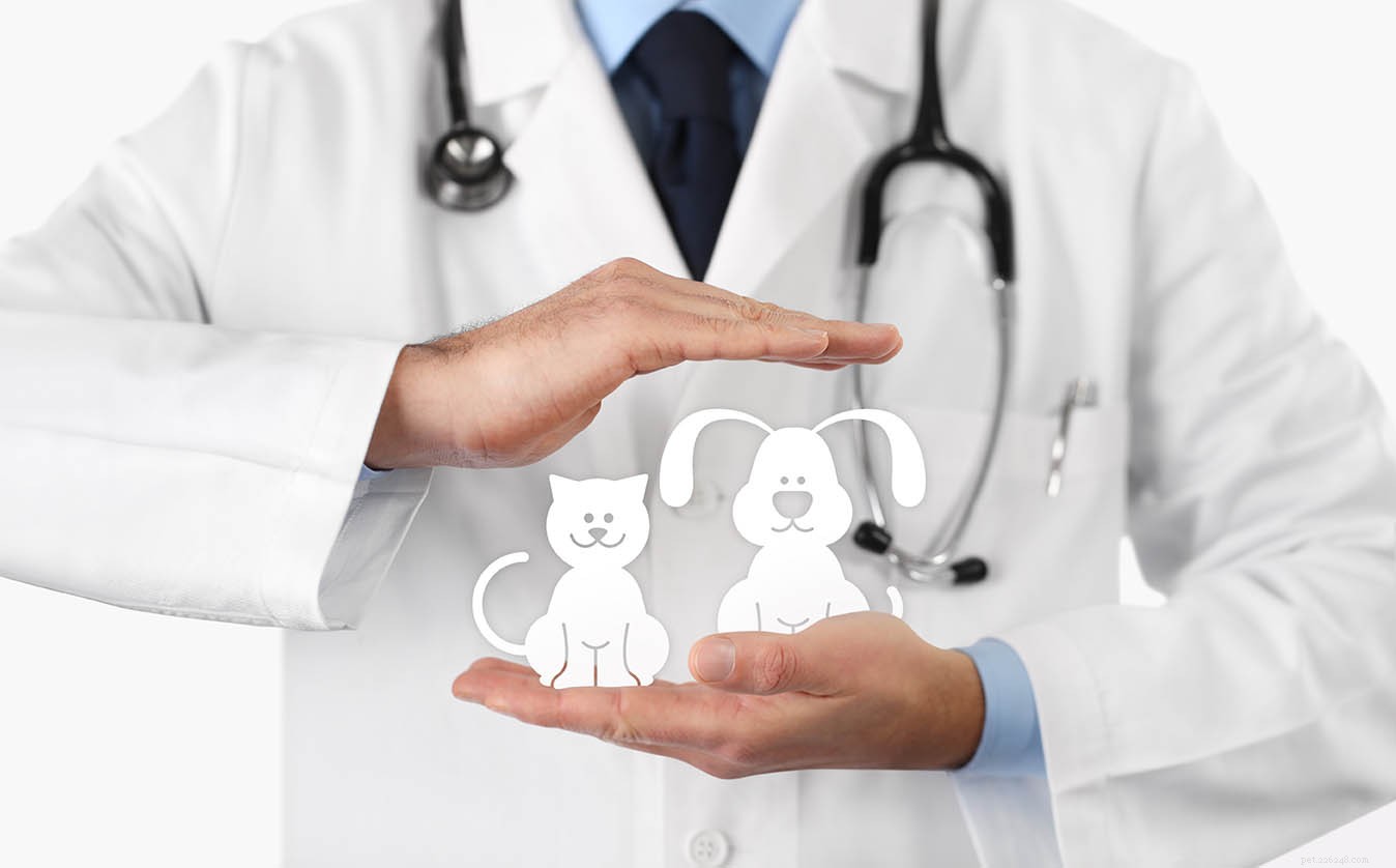 Comprehensive 2022 Review of PetSmart Pet Insurance: Coverage, Pricing, and FAQs