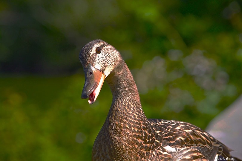 Explore 20 Arkansas Duck Species – Photos & Facts