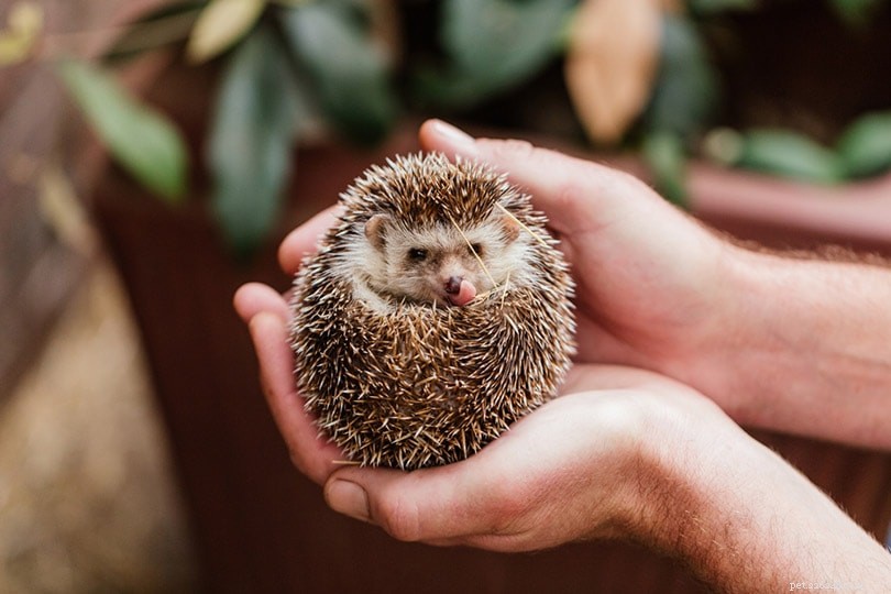 Can You Buy Hedgehogs at PetSmart? Prices, Availability, and Alternatives