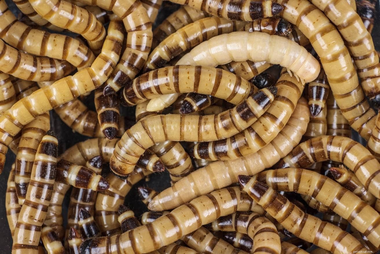 Safe & Nutritious: Feeding Superworms to Hedgehogs – A Complete Guide