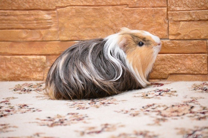Guinea Pig Prices at PetSmart: 2024 Update & Buying Guide