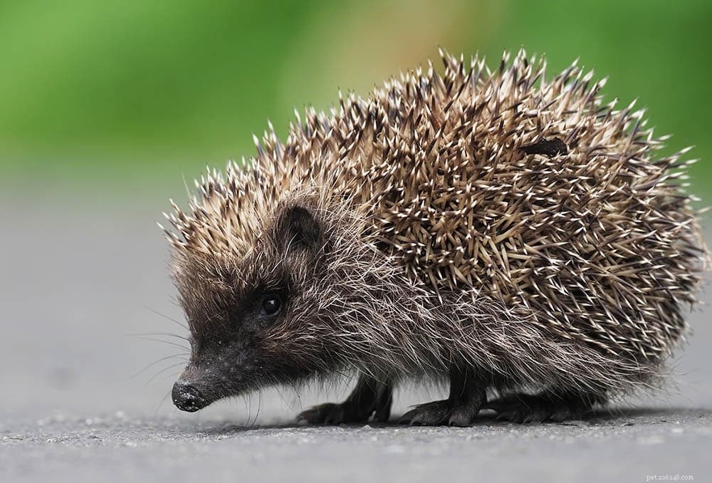 Northern White-Breasted Hedgehog: A Rare, Friendly Wild Pet