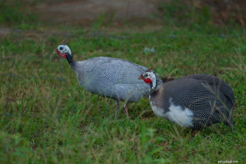 Lavender Guinea Fowl: Low-Maintenance Farm Companion & Natural Pest Control