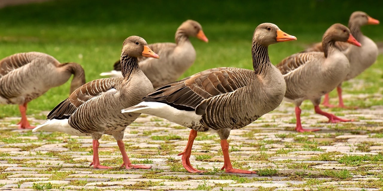 Explore 23 Geese Breeds: A Comprehensive Guide with Photos