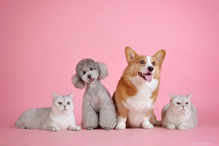 2022 Canada Pet Ownership Statistics: Pet Owner Numbers & Trends