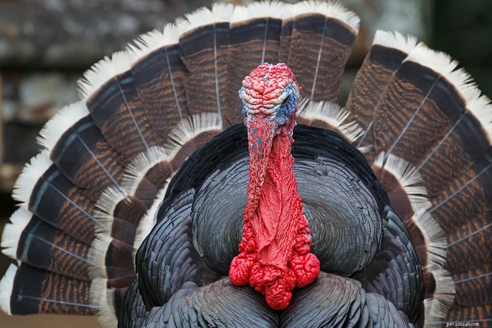 Bronze Turkey: Heritage Breed, Superior Meat & Thanksgiving Classic