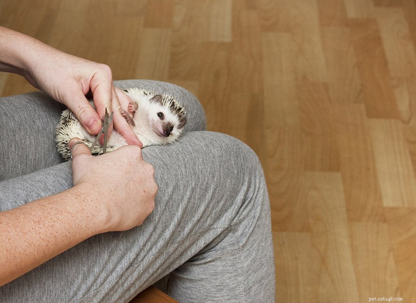 Safe Hedgehog Nail Care: 5 Easy Steps for a Healthy Pet