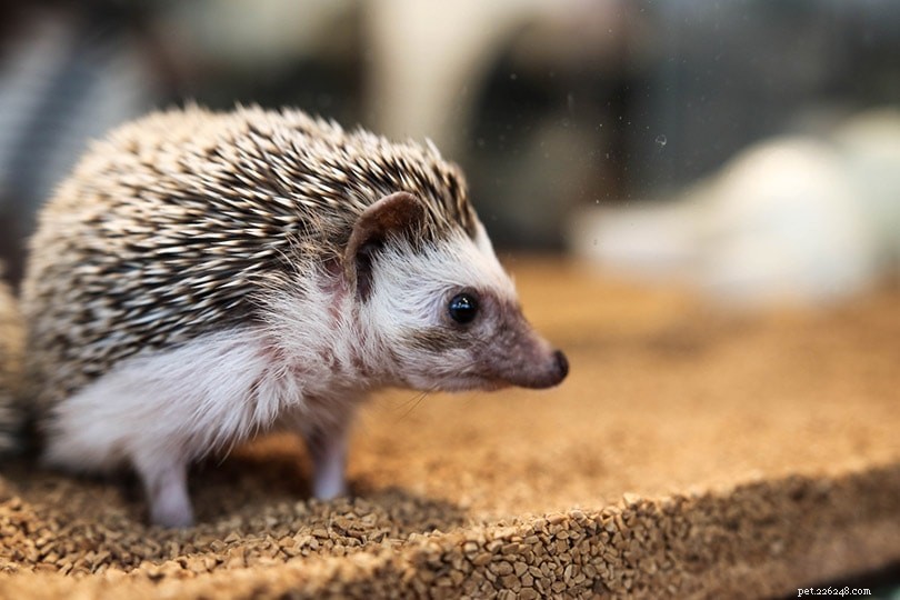 Master Hedgehog Litter Training in 4 Simple Steps