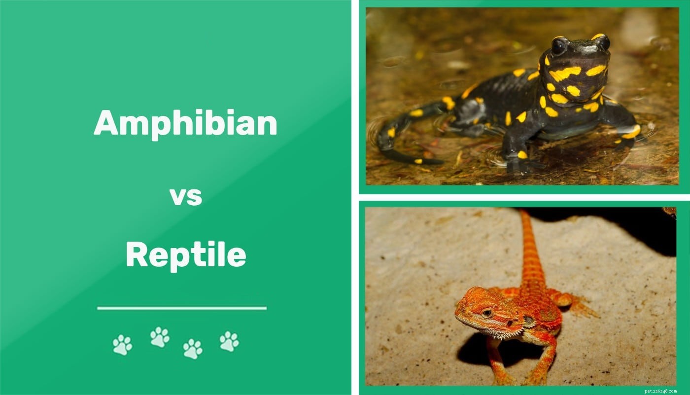 Amphibians vs. Reptiles: Key Differences, Features & Choosing the Right Pet