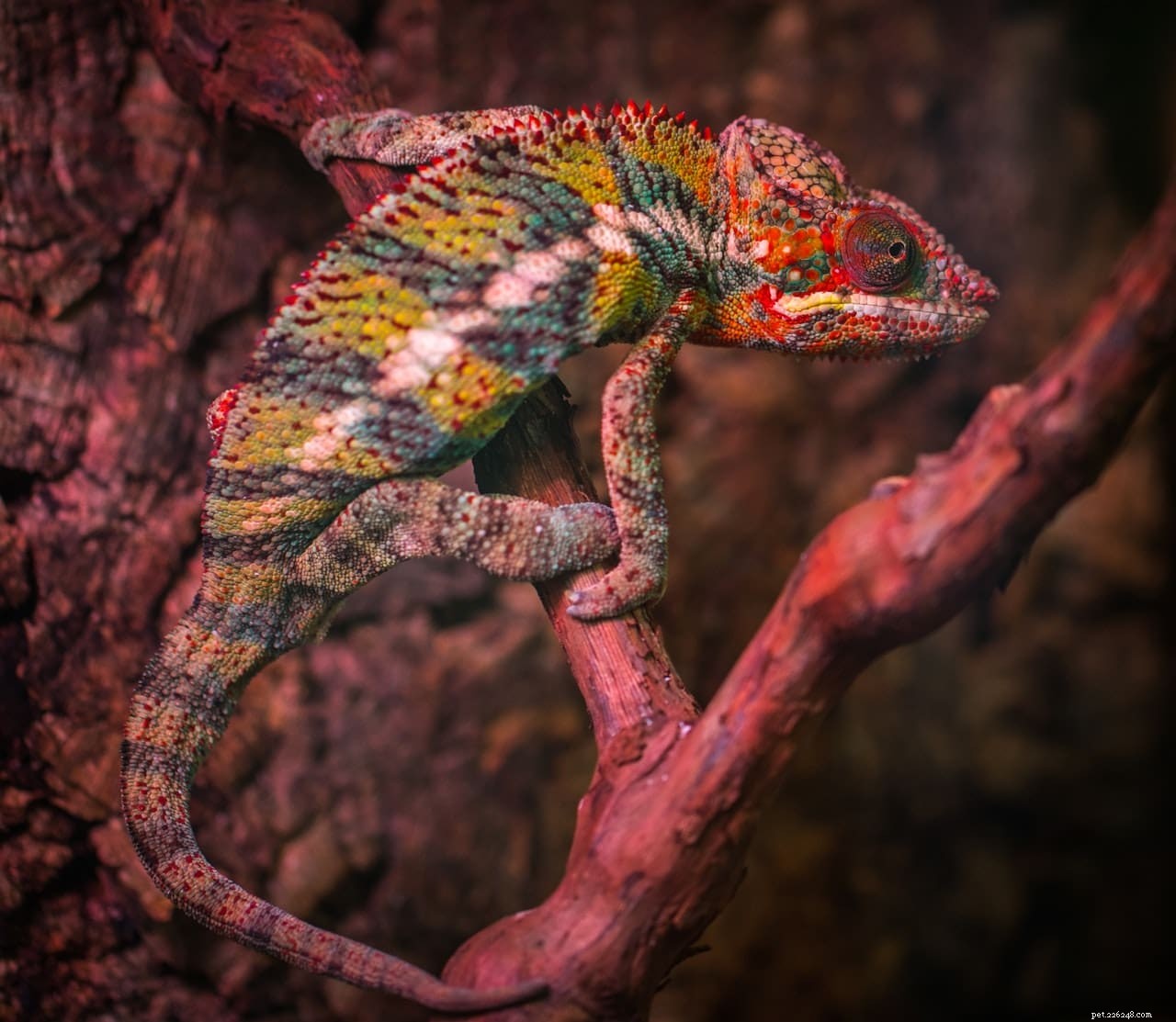 Veiled Chameleon Prices at PetSmart – What to Expect