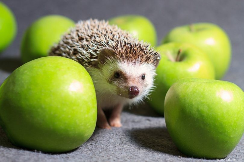Somali Hedgehog: Nocturnal Predator-Defender of Somalia s Grasslands