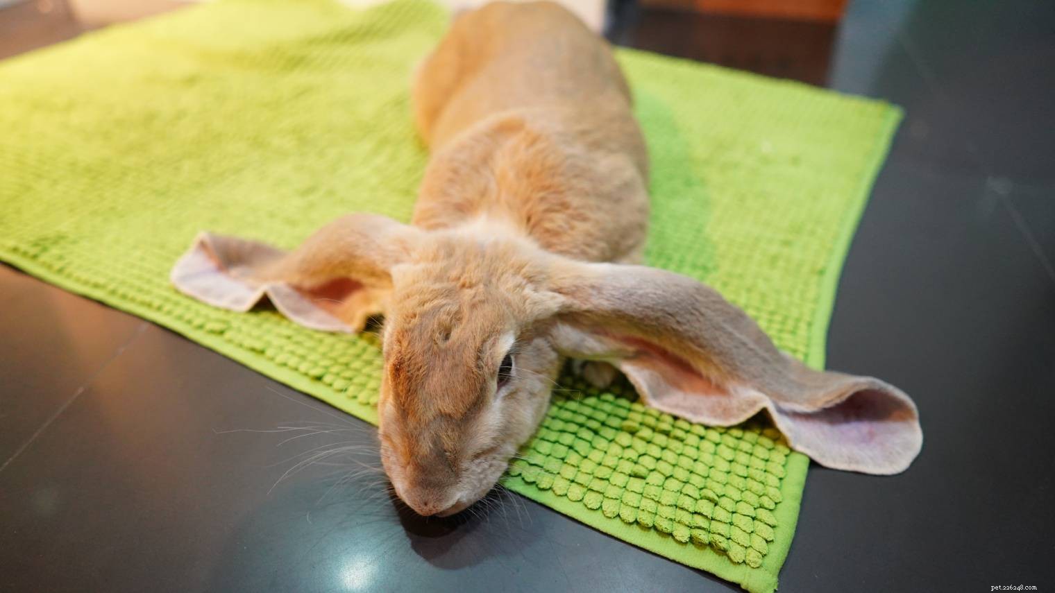 PetSmart’s Bunny Policy: Why Rabbits Aren’t Sold and What You Should Know