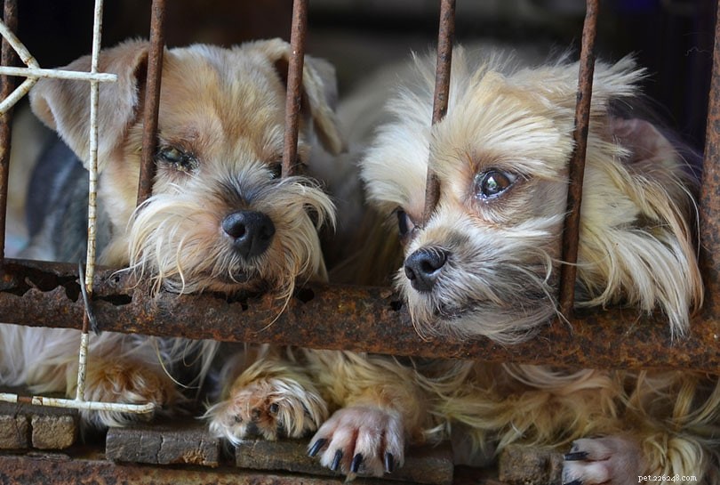 10 Disturbing Canadian Puppy Mill Statistics and Facts You Need to Know in 2022