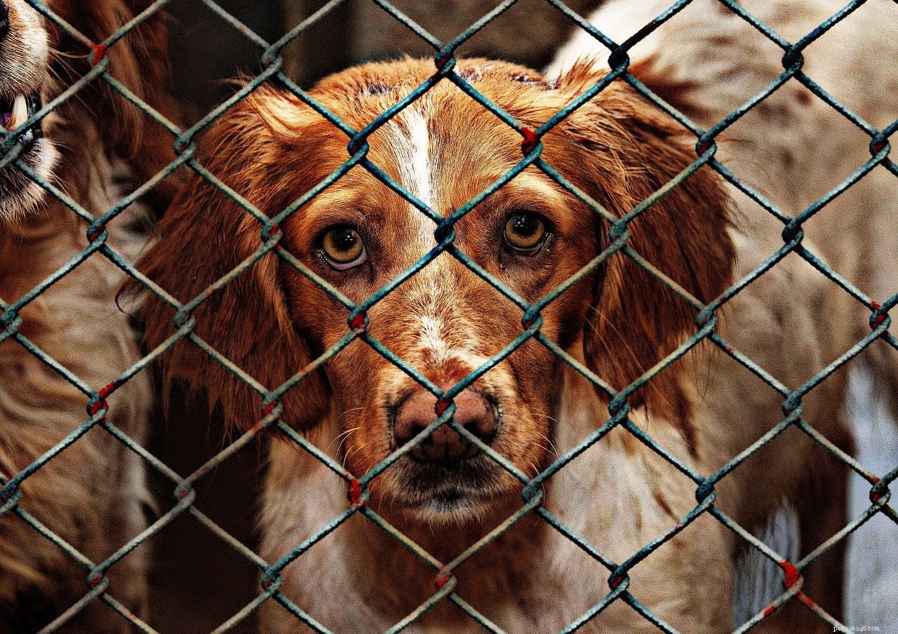 Top 10 Canadian Pet Adoption Stats & Insights for 2022