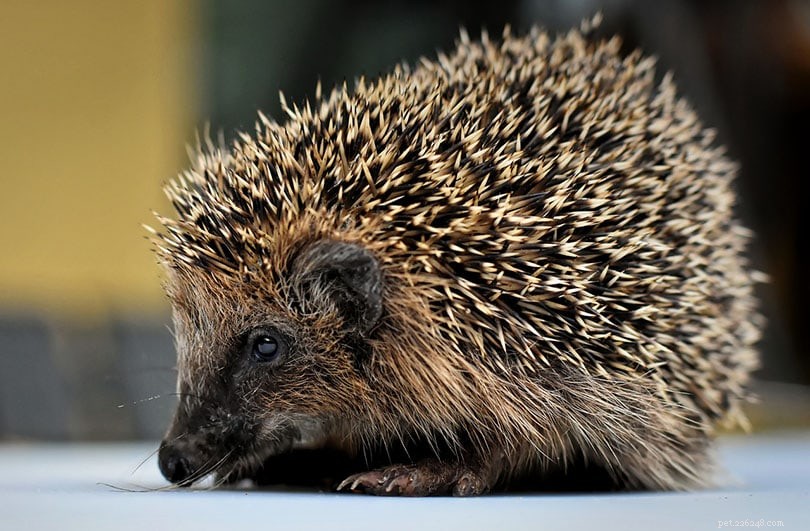 Understanding Hedgehog Quill Loss: Causes, Natural Shedding, and Health Tips