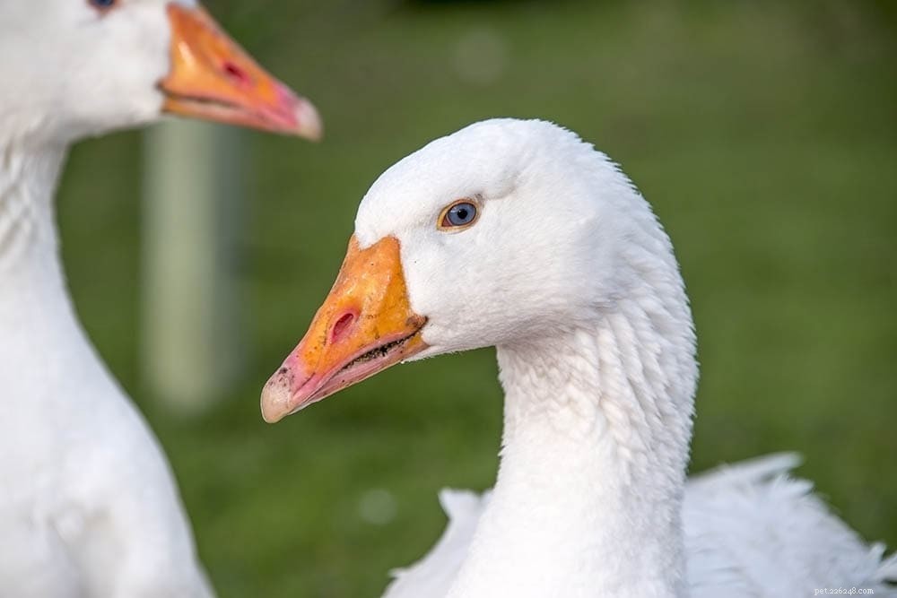 Roman Goose – Italy’s 2,000‑Year‑Old Sacred Breed